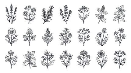 Hand drawn medicinal herbs and aromatic botanical garden plants © Didit