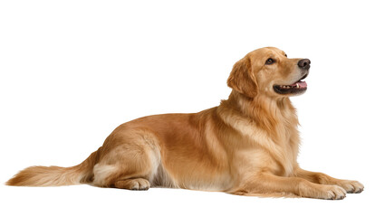 Golden Retriever dog lying down, looking to the side © Maria