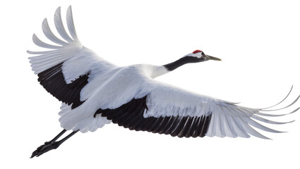 Obraz premium Red-crowned crane bird flying with wings spread wide