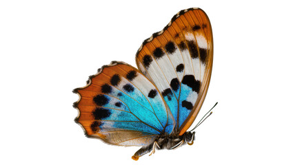Orange and blue butterfly with black spots on white © Maria