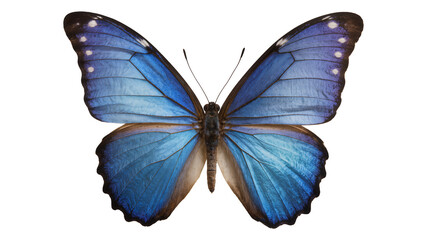 Blue Morpho Butterfly with Iridescent Wings © Maria