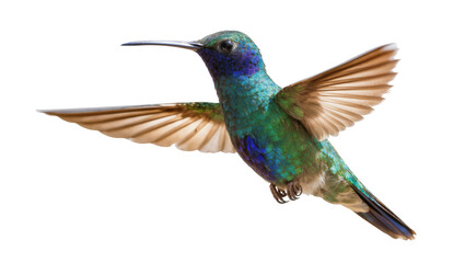 Obraz premium Green and blue hummingbird with wings spread