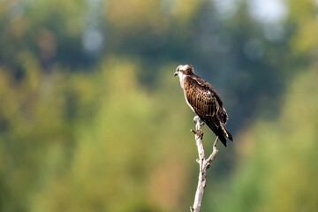 Fototapeta premium The osprey perched on a branch (Pandion haliaetus)
