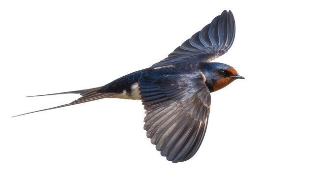Barn swallow bird in flight with wings spread