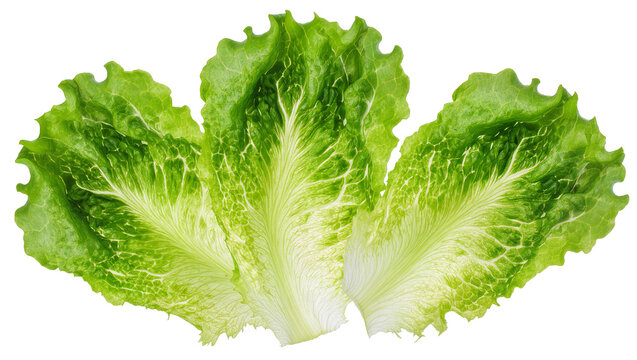 Fresh green lettuce leaves with visible veins