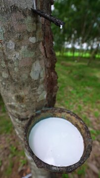 The cloudy white latex is dripping into the cup.