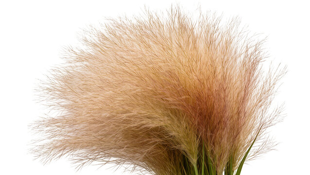 Fluffy Pampas Grass Plumes with Green Stems