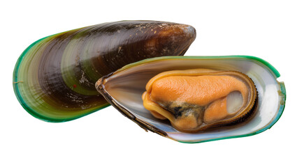 Green-lipped mussel one open with orange flesh, one closed © Maria