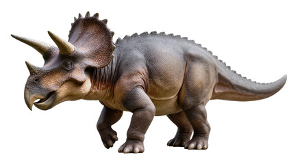 Triceratops dinosaur with three horns and frill © Maria