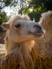 Fototapeta premium Close up portrait of a fluffy white camel with expressive eyes and thick shaggy fur