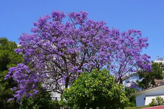 A blooming jacaranda mimosifolia tree