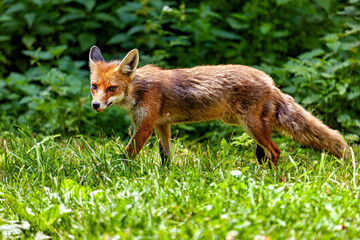 Fototapeta premium A red fox in Hainich, Thuringia (Vulpes vulpes)