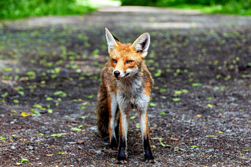 Fototapeta premium A red fox in Hainich, Thuringia (Vulpes vulpes)