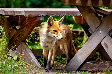Fototapeta premium A red fox in Hainich, Thuringia (Vulpes vulpes)