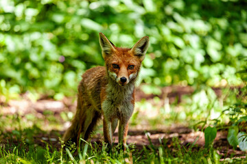 Fototapeta premium A red fox in Hainich, Thuringia (Vulpes vulpes)