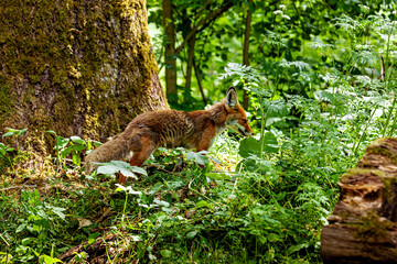 Fototapeta premium A red fox in Hainich, Thuringia (Vulpes vulpes)