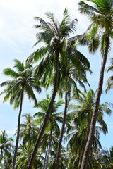 Obraz premium paradise, palm, blue, exotic, green, holiday, leaf, sky, tropical, beach, day, landscape, sea, summer, travel, tree, ocean, relax, coconut, vacation, background, beautiful, island, natural, sunny, tou