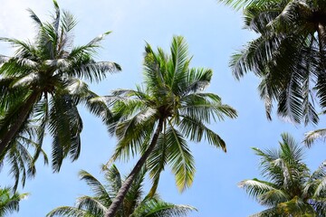 Obraz premium paradise, palm, blue, exotic, green, holiday, leaf, sky, tropical, beach, day, landscape, sea, summer, travel, tree, ocean, relax, coconut, vacation, background, beautiful, island, natural, sunny, tou