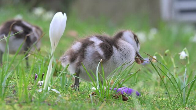Egyptian Goose (Alopochen aegyptiaca) very young gosling nibbling the leaves of a crocus. April, Kent, UK [Slow motion x4]