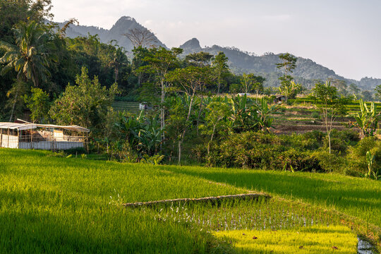 beautiful rice terraces in Central Java, Indonesia, narrow valley landscape, complete with the traditional subak irrigation system