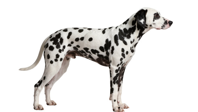 Dalmatian dog with black spots standing profile view