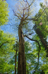 Fototapeta premium The view up to the trunk of Oriental beech overgrown with moss.
