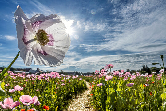 The flower of the opium poppy near Germerode, Hesse, Germany (Papaver somniferum)
