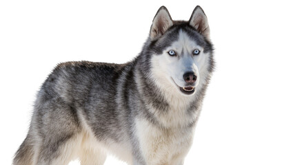 Siberian Husky dog with blue eyes and grey white fur © Natalia