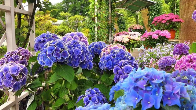 4k 　あしかがフラワーパークの紫陽花 逆パン