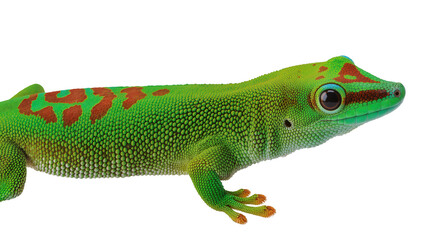 Fototapeta premium Green gecko with red spots and blue eyes on white