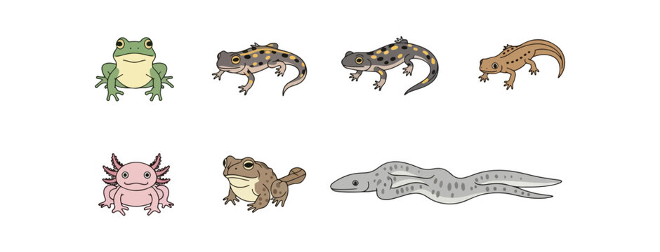 Amphibians illustration collection