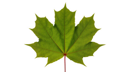 Fototapeta premium Green maple leaf with red stem