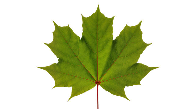 Green maple leaf with red stem