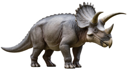 Triceratops dinosaur with three horns and frill © Natalia
