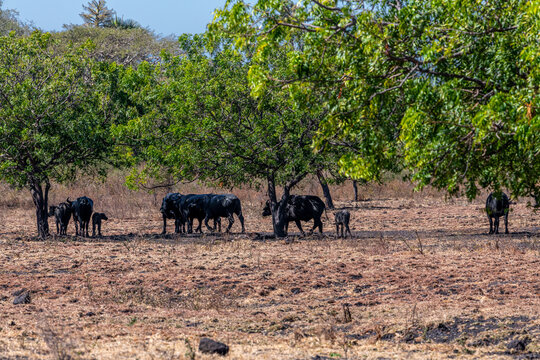 The water buffalo Bubalus bubalis or domestic buffalo is a large bovid native to the Indian subcontinent, Southeast Asia and China. This animal is bathing in a mud pool in Baluran National Park