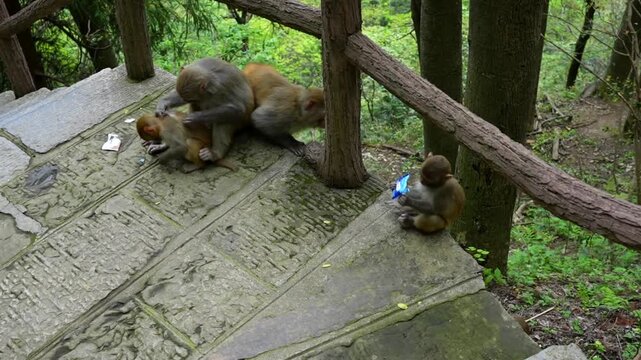 Family of wild macaques resting on stone steps in a forest in Huangshi Village, China
