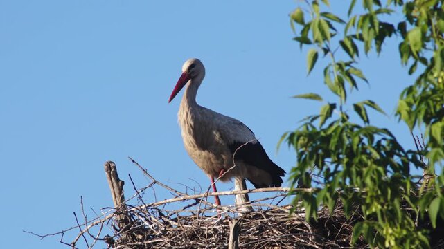 A solitary stork standing in its nest, calmly observing its surroundings. The video captures natural behavior, nesting activity, and the peaceful presence of a wild bird in its habitat.