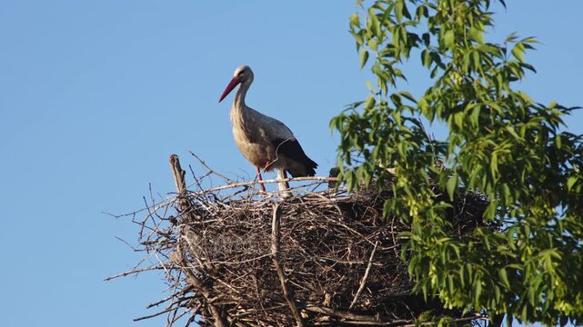 A lone stork in its nest, filmed in a quiet natural setting. The video highlights wildlife behavior, stillness, and the elegant posture of the bird in its nesting environment.