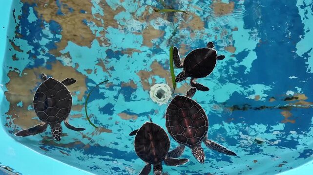 Baby sea turtles swimming in water pond, rehabilitation marine conservation in in Los Roques National Park, Venezuela