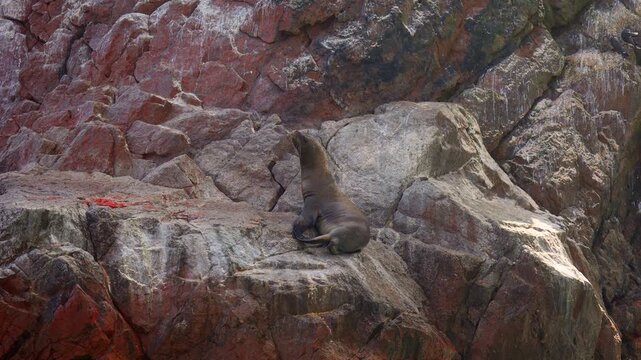 Close-up View, sea lion resting on rocky cliffs near the Ballestas Islands in Paracas, Peru, surrounded by rugged coastal formations and natural Pacific Ocean habitat