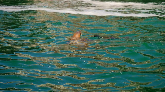 Mother and baby seal swimming together in the ocean water near the Ballestas Islands in Paracas, Peru, South America, showcasing marine wildlife behavior in their natural habitat