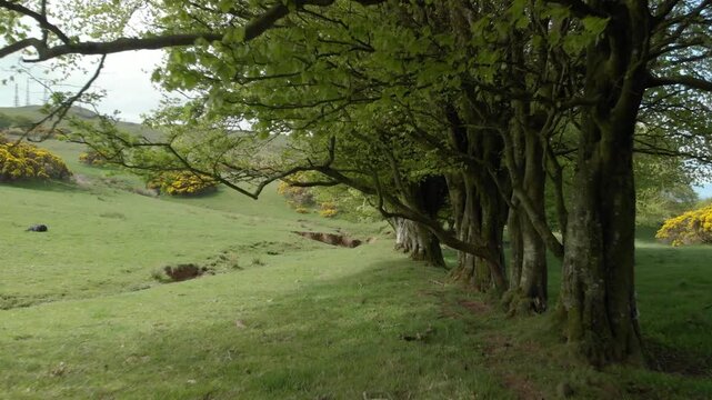 Drone dolly along ancient trees, Scottish countryside, spring gorse blooming.