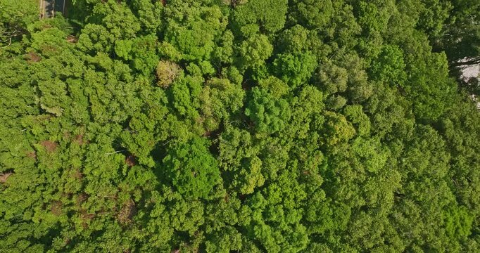 This bird eye view captures the rich green forest bordering the calm waters of Bang Wad Reservoir, Phuket largest freshwater reservoir and an important natural resource.