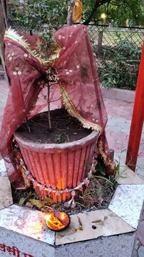 Sacred Tulsi Plant Decorated with Holy Veil and Burning Diya