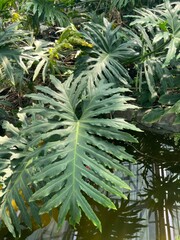 Large tropical philodendron leaves growing above water in lush botanical greenhouse with exotic foliage © Nadiia