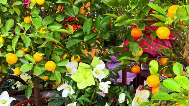 Camera Panning Left Over Potted Citrus Tree Laden With Orange Fruits and White Flowers at Outdoor Market in Bergamo Celebrating the Vibrant Colors of Italian Winter Horticulture