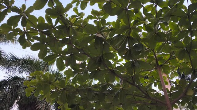 Sacred Fig Tree Leaves Swaying Gently in the Wind