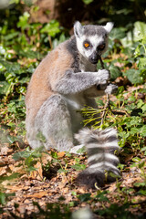 Fototapeta premium ring tailed lemur catta