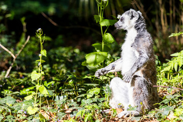 Fototapeta premium ring tailed lemur catta