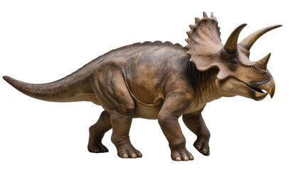 Fototapeta premium Triceratops dinosaur with three horns and frill